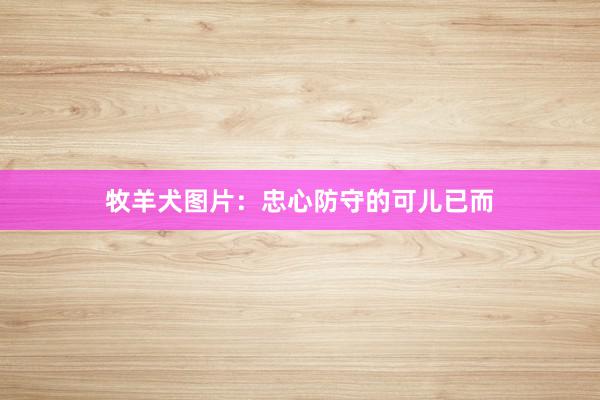 牧羊犬图片：忠心防守的可儿已而